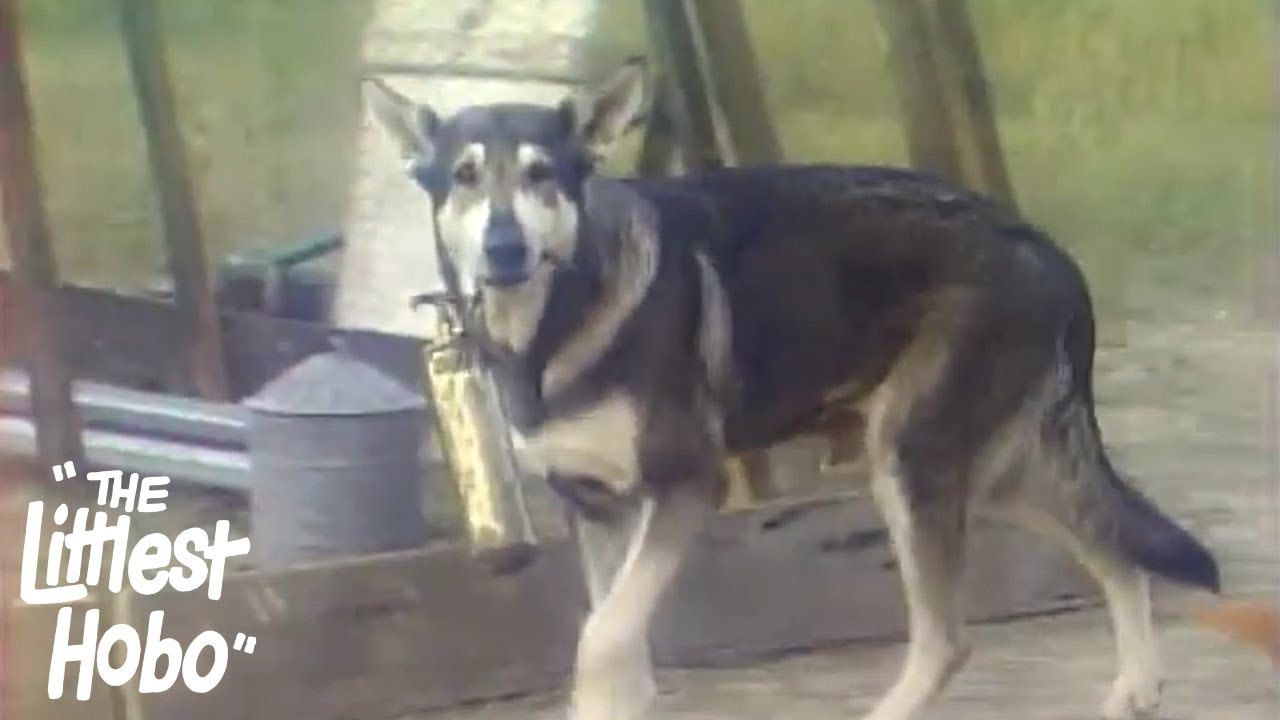 Heritage | The Littlest Hobo | Season 1 | Episode 8