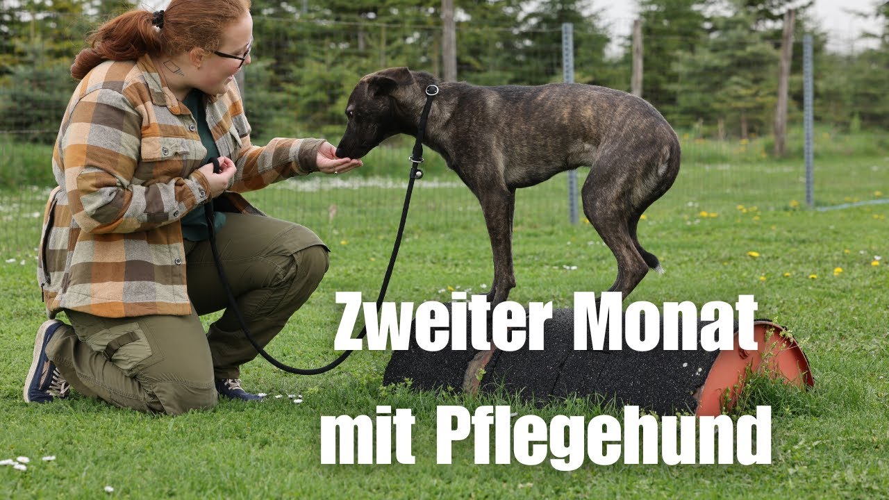 Zweiter Monat mit ängstlichem Pflegehund aus dem Tierschutz - Vertrauen entwickeln