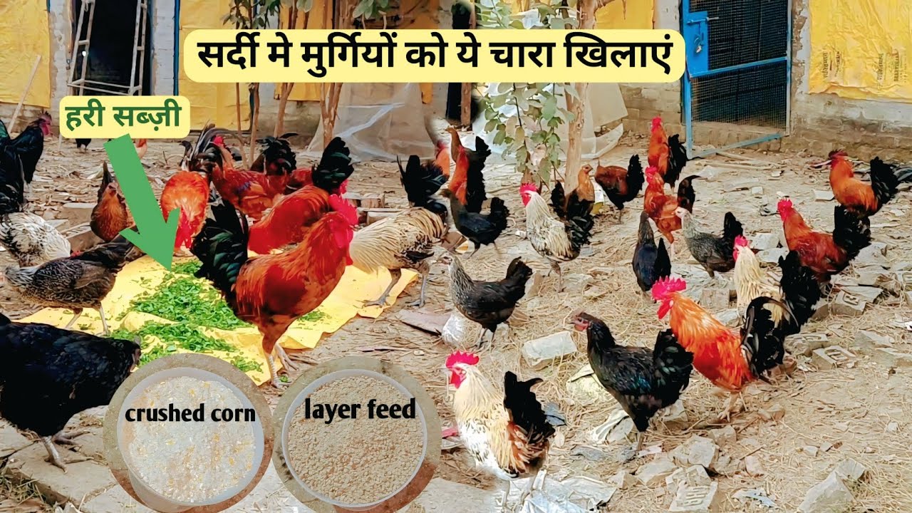 सर्दी मे मुर्गियों को ये चारा खिलाएं || सोनाली मुर्गी पालन || layer feed + crushed corn || #chicken 