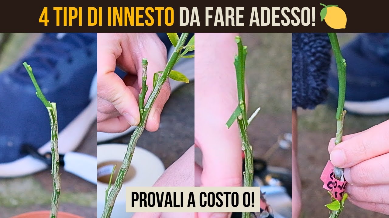 4 Innesti per Agrumi in Inverno: Spacco, Laterale, a Z 🍊