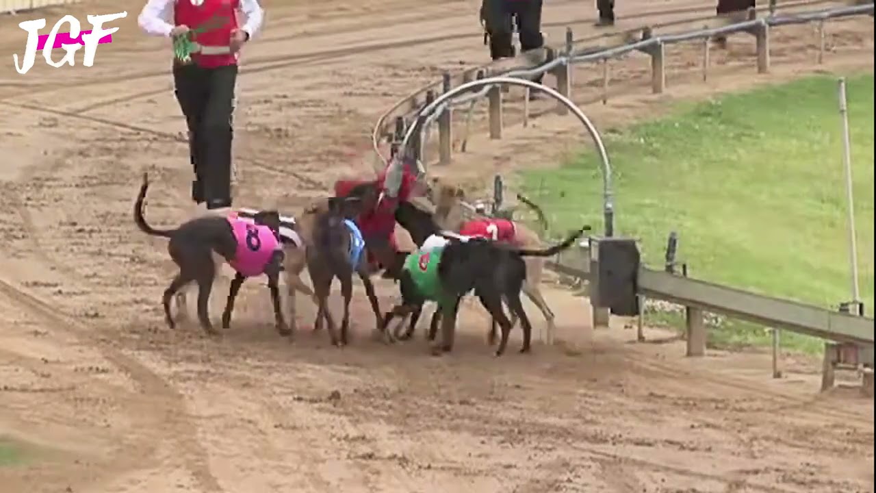 Greyhound racing - bunny fail