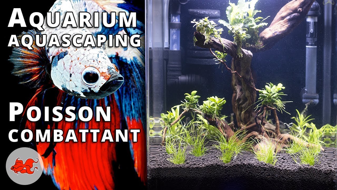 Aquarium pour Betta splendens