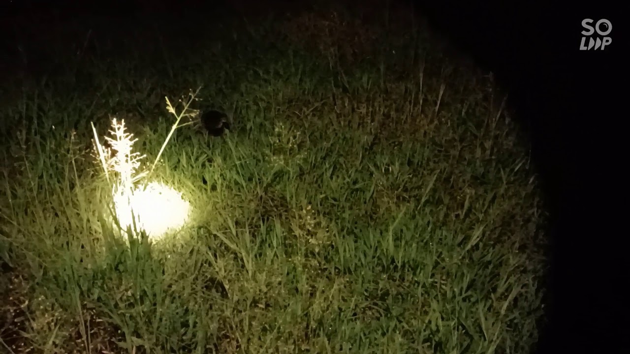 DIJAMIN !! cara menangkap burung ruak ruak di malam hari