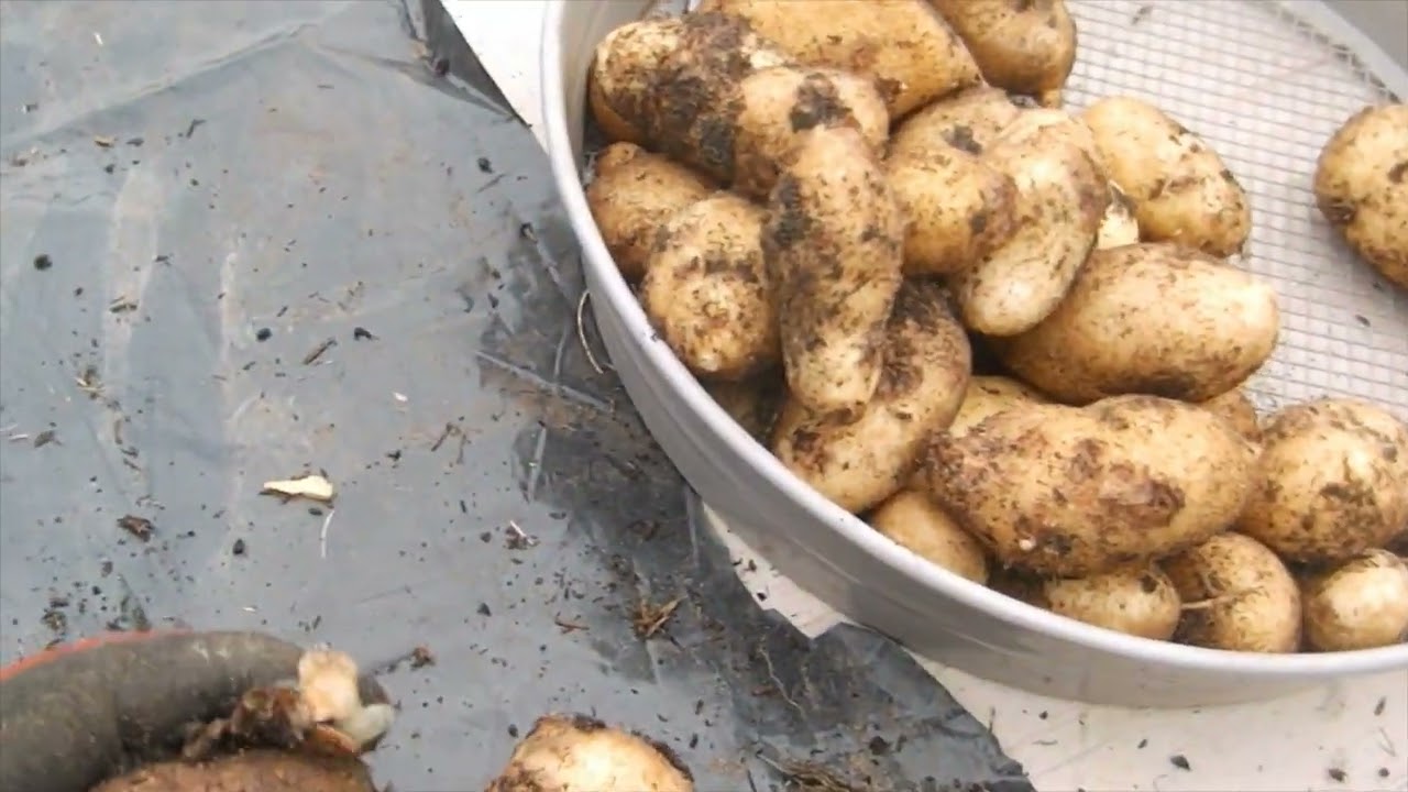 Maris Piper Main Crop Second Bucket Reveal Sept'23