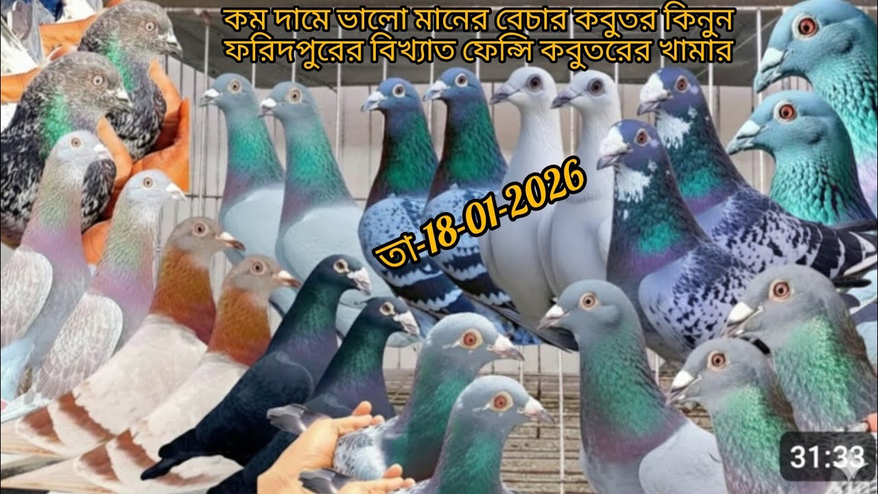 কম দামে ভালো মানের কবুতর কিনুন 