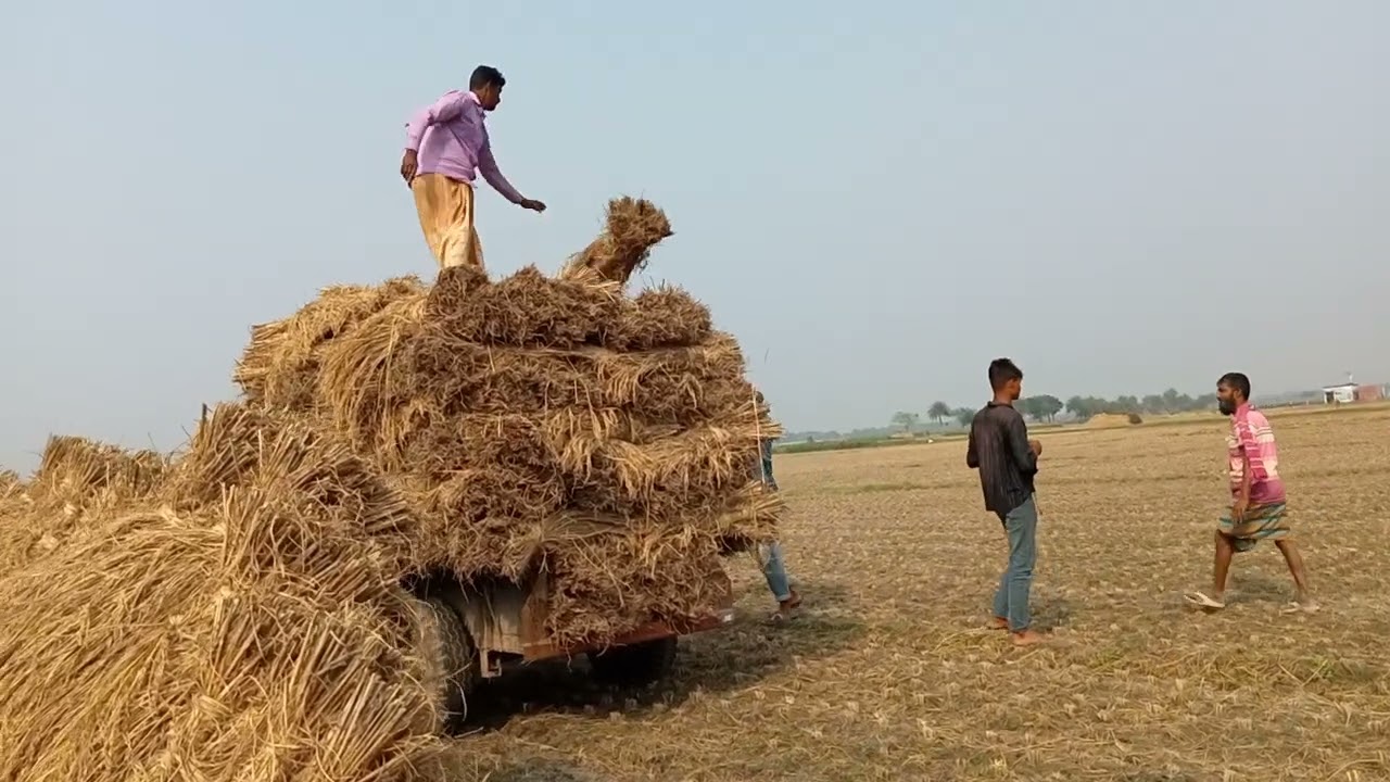 ধান গাড়িতে সাজানো মানেই স্বপ্ন পূরণের পথে এক ধাপ 🌾🚜 #FM #যশোরী #ধান #চাষাবাদ #কৃষকেরজীবন #গ্রামবাংলা
