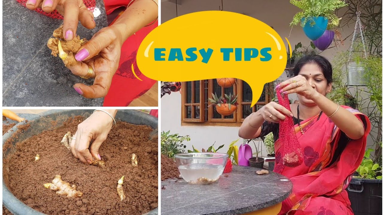 Tips to plant and grow ginger quickly.అల్లాన్ని ఇంట్లో ఇలా త్వరగా పెంచవచ్చు #easy growing tips