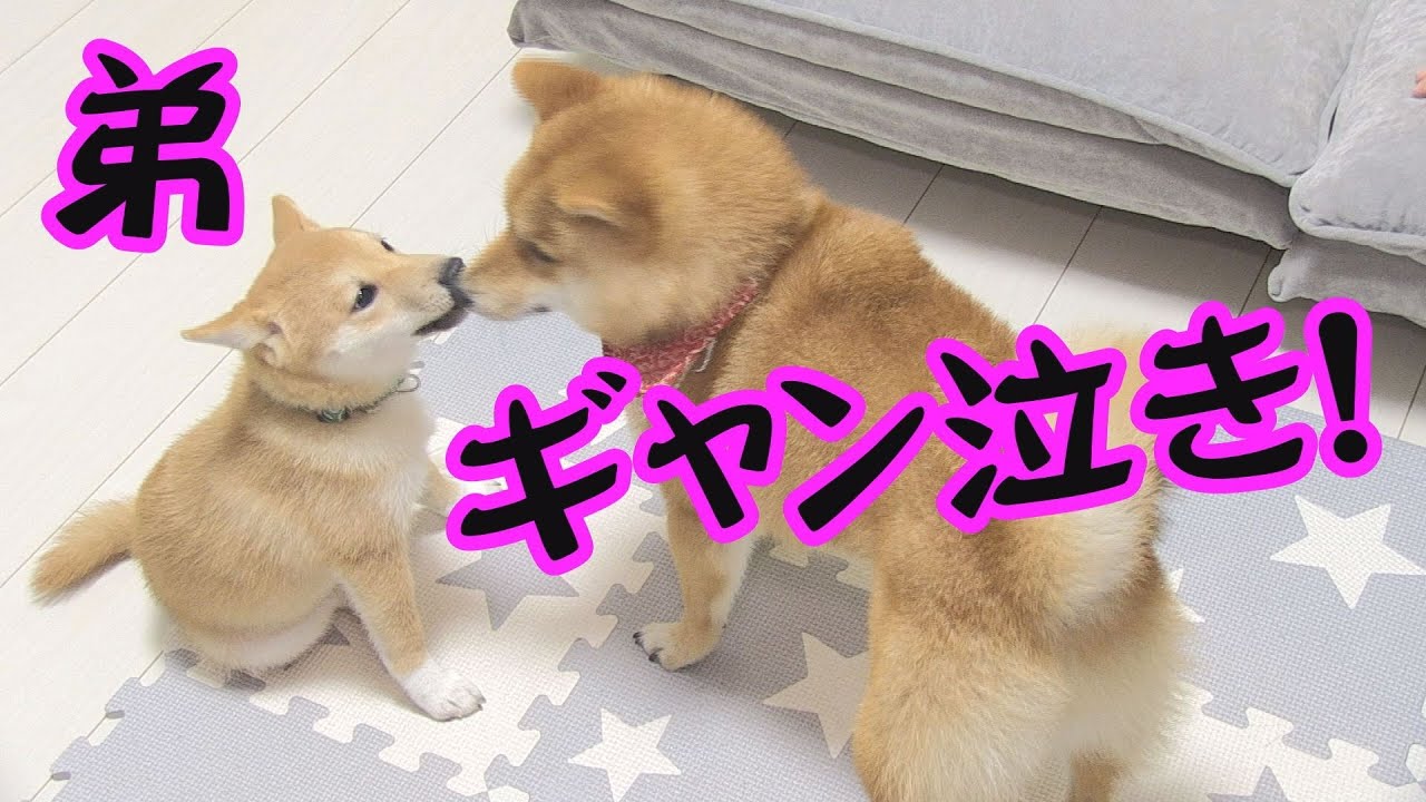 泣かした弟に優しく歩み寄る兄の姿にほっこり♪【子犬】【多頭飼い】【柴犬】
