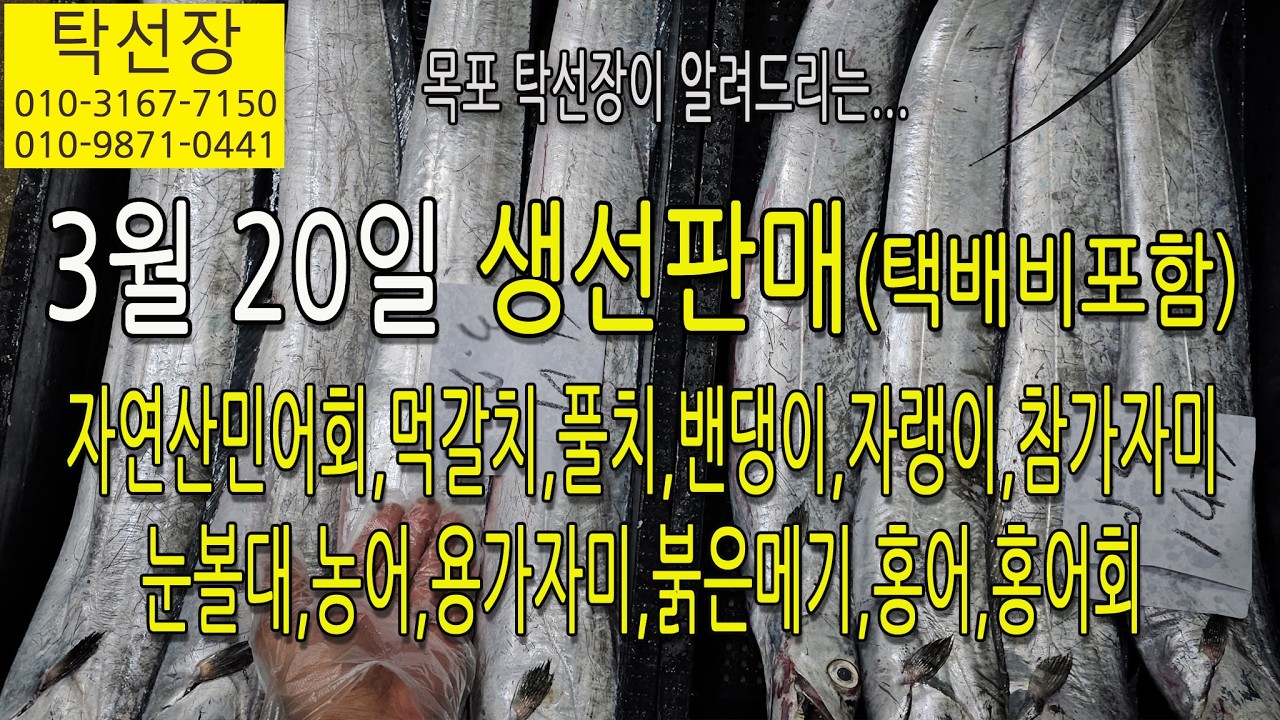 3월 20일, 횟감민어, 먹갈치, 풀치, 밴댕이, 가자미, 자랭이, 눈볼대, 농어, 붉은메기, 홍어(탁선장 남도농수산 생선카페 010 3167 7150. 010 9871 0441)