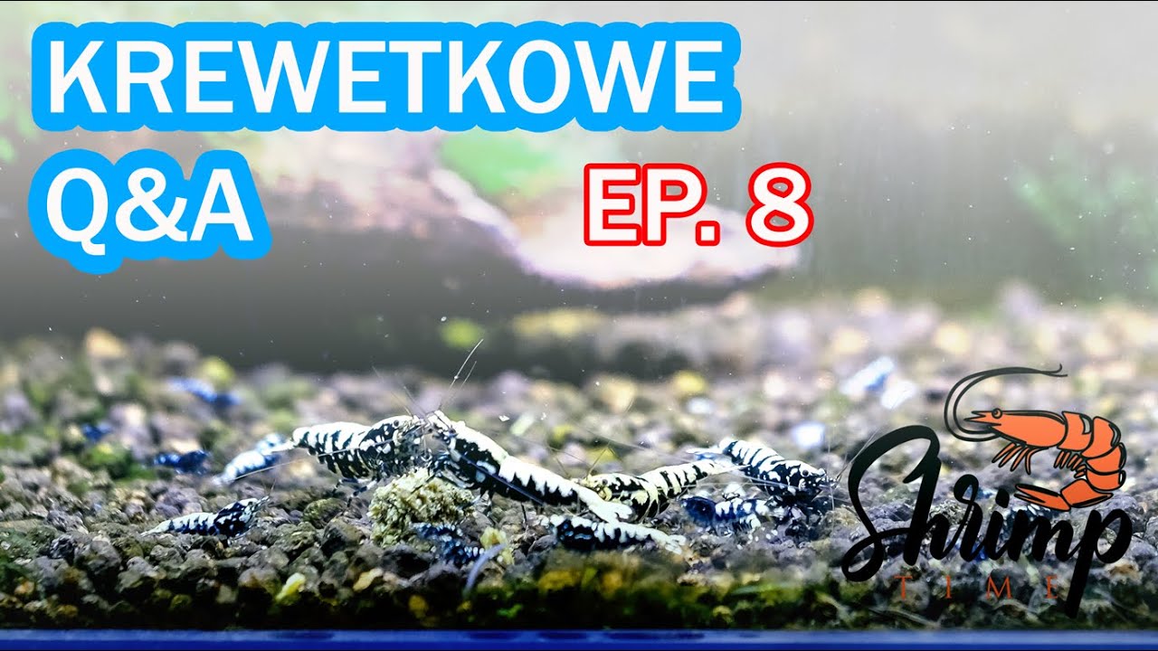 Krewetkowe Q&A ep. 8  - krewetki Caridina i Neocaridina w jednym akwarium