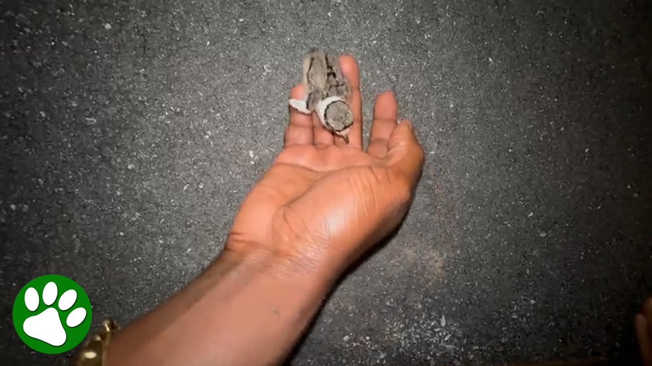 Mama Bird Leads Rescuers To Baby In Trouble