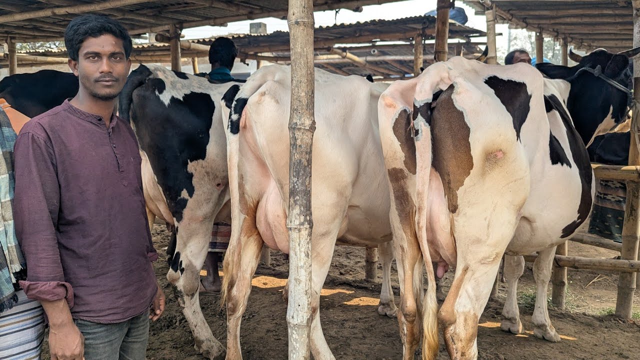 নির্বাচনের জন্য মাত্র ৯৫ হাজার টাকাই বাচ্চা ছাড়া রানিং ৮ লিটার দুধের গাভী দেখুন সাঈদ ভাই এর কাছে।। 