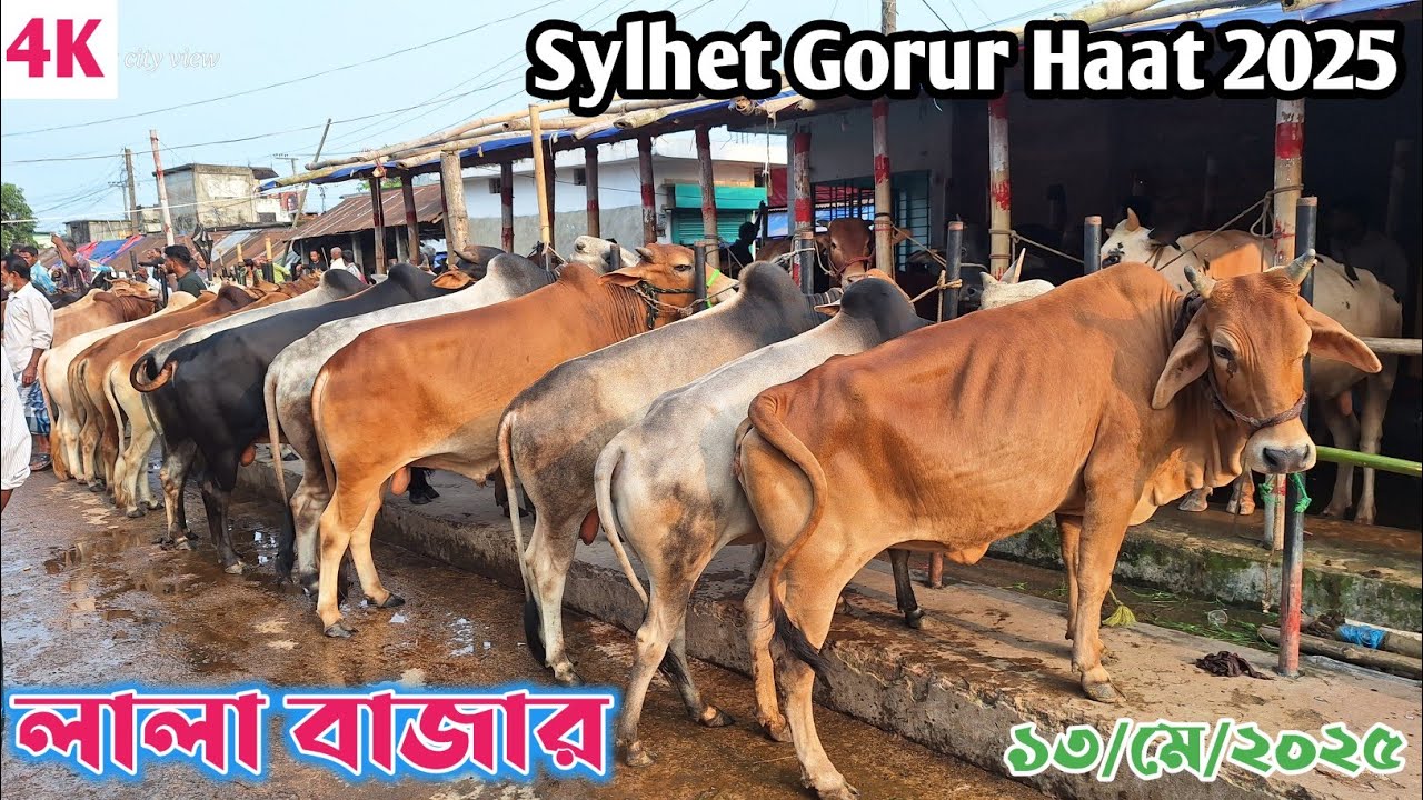 লালা বাজার গরুর হাট ২০২৫ | Eid Special | Gorur Haat 2025