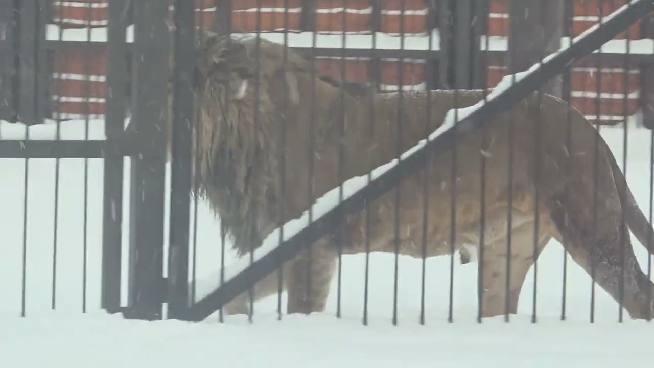 ШарХан здоровается с посетителями во весь рост 
