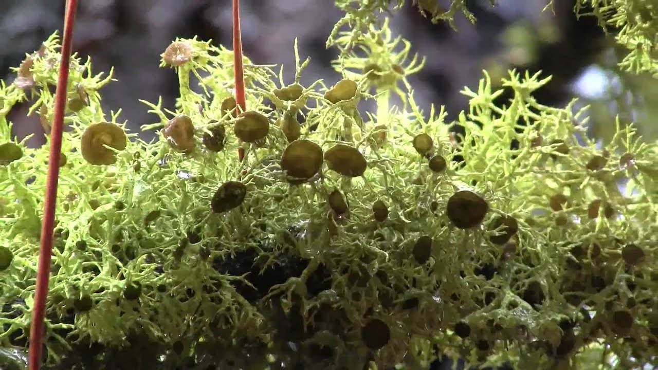 Lichen: Letharia columbiana (204sp)