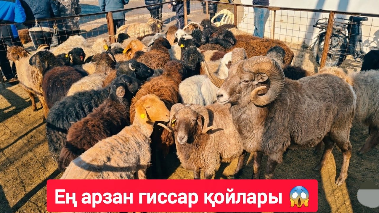 МАЛ БАЗАР 2026: Мына қойлардың бағасы шошытты! 😱