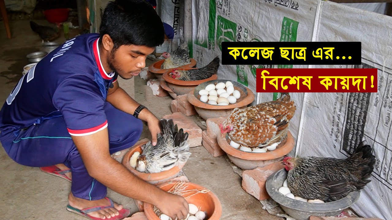কলেজ ছাত্র কাউসার বিশেষ কায়দায় শুরু করছে দেশি মুরগির খামার | Hen harvesting eggs to chicks