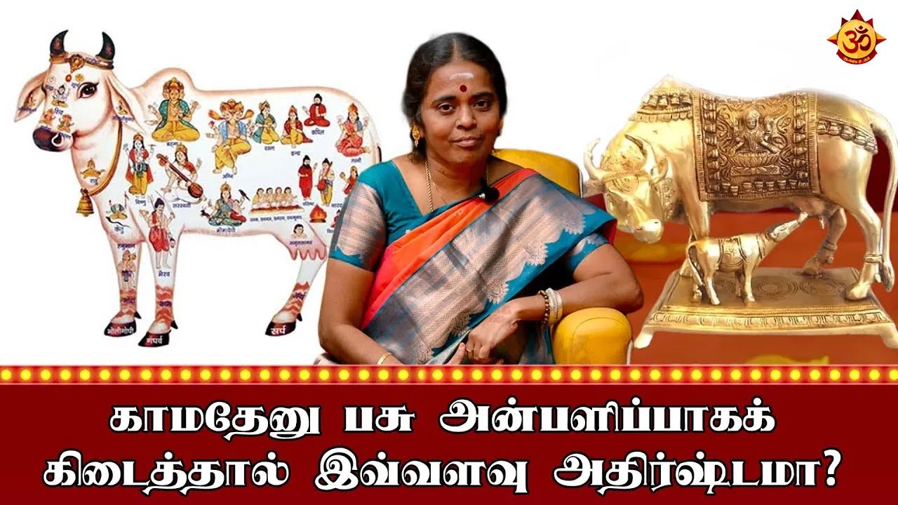 காமதேனு பசு அன்பளிப்பாகக் கிடைத்தால் இவ்வளவு அதிர்ஷ்டமா? Aanmiga Ula