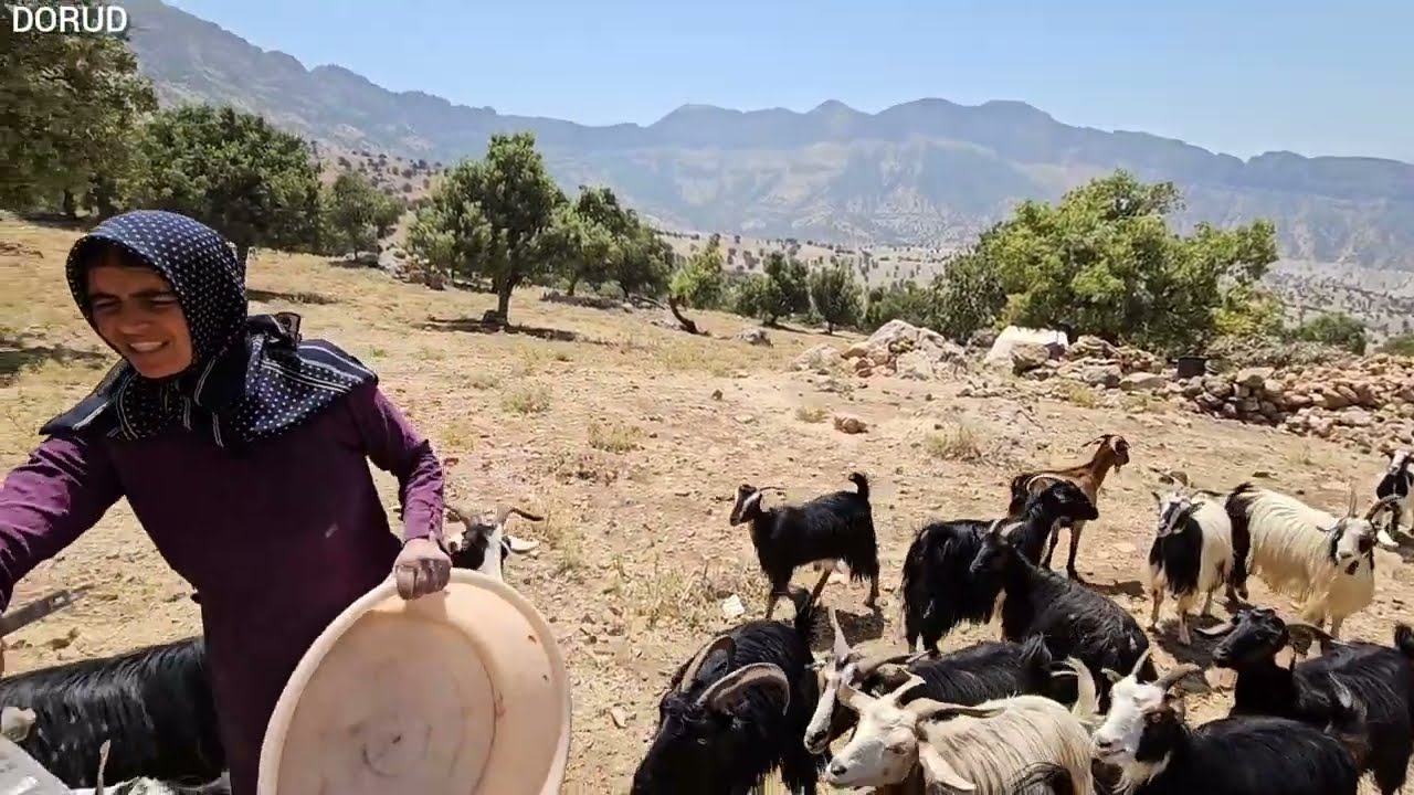 Bread Baking, Goat Washing, and Dancing: The Daily Rhythms of the Akram's Family’s Nomadic Life