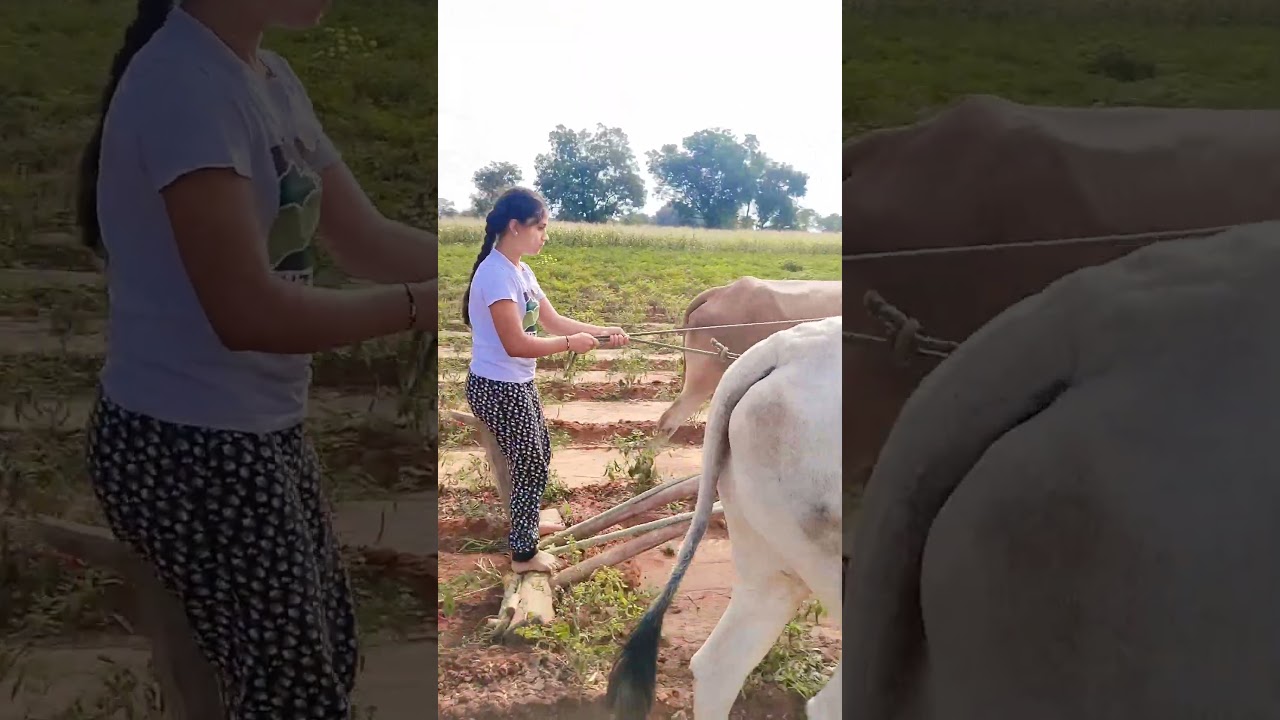 Framer Garl ..😅👍 #publicfarmer #karnataka #farmers #agriculture #india  #viral #trending