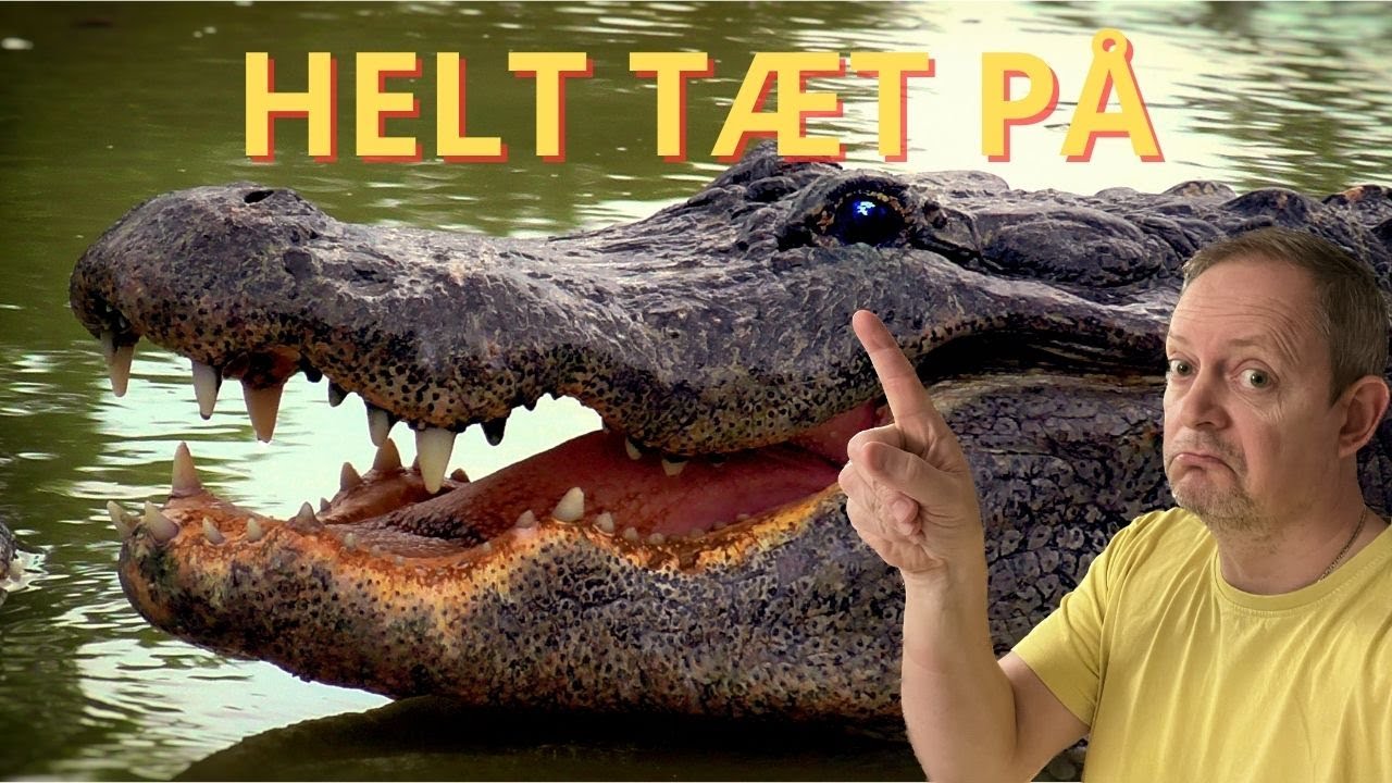 Du tror ikke dine øjne – KÆMPE krokodiller helt tæt på! 🐊 | Krokodille Zoo