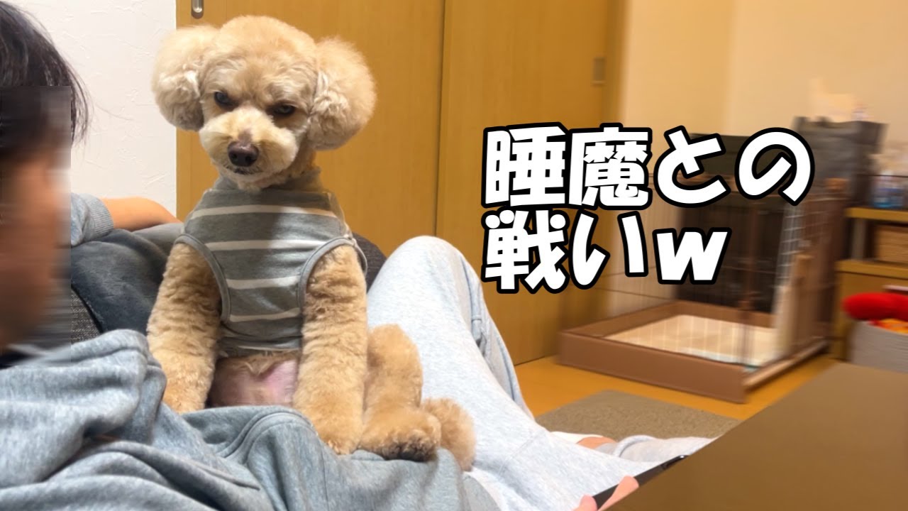 眠いのを必死に我慢する大きいトイプードルが愛おしいw【デカプー】【トイプードルのロアくん】【toy poodle】