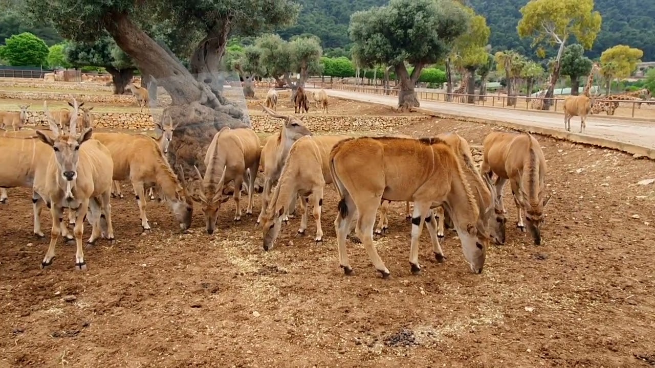 Antilopi