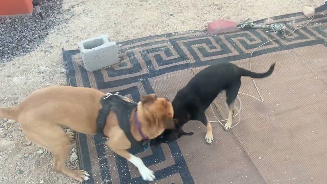 Jerry and Pedro have their first tussle