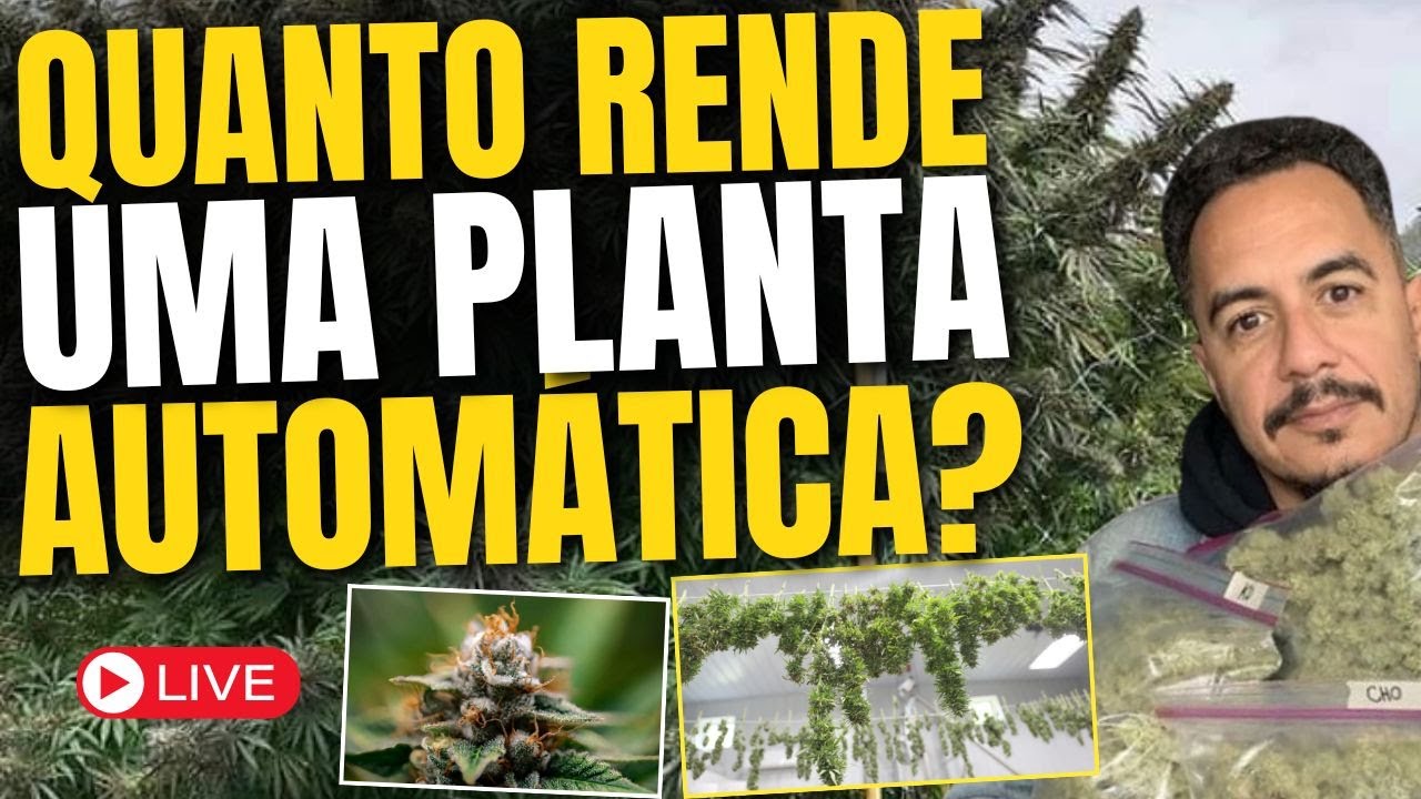 AUTOM&Aacute;TICAS - Como Colher pelo menos 100 Gramas por Planta no seu Cultivo