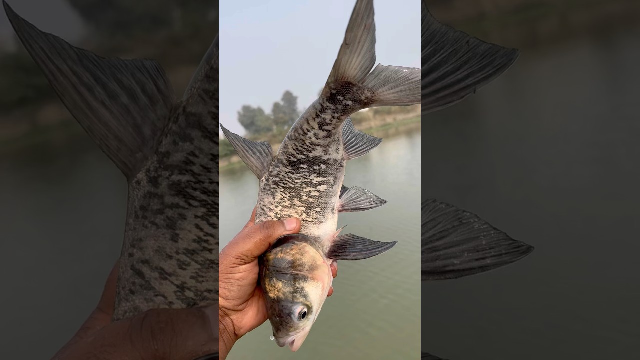 😲Almost Caught! Underwater Fish Makes a Smart Escape! 