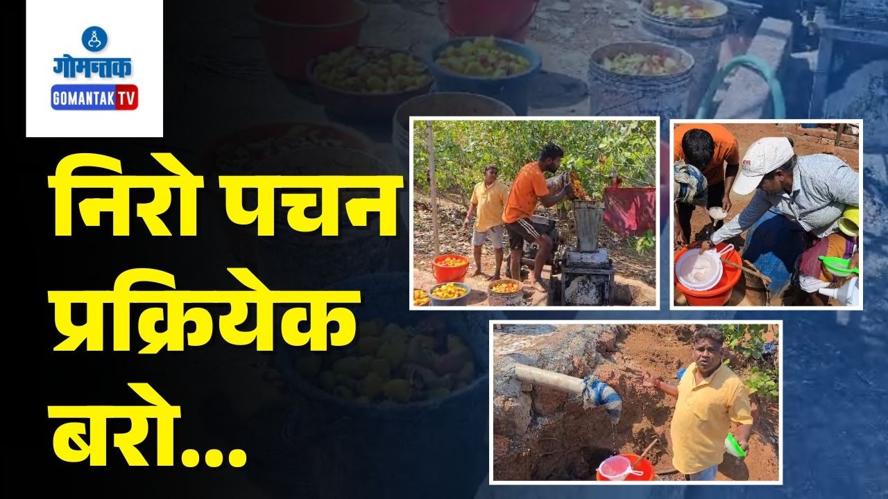 Parcem News - Rising Demand for Cashew 'Neero' | Gomantak TV
