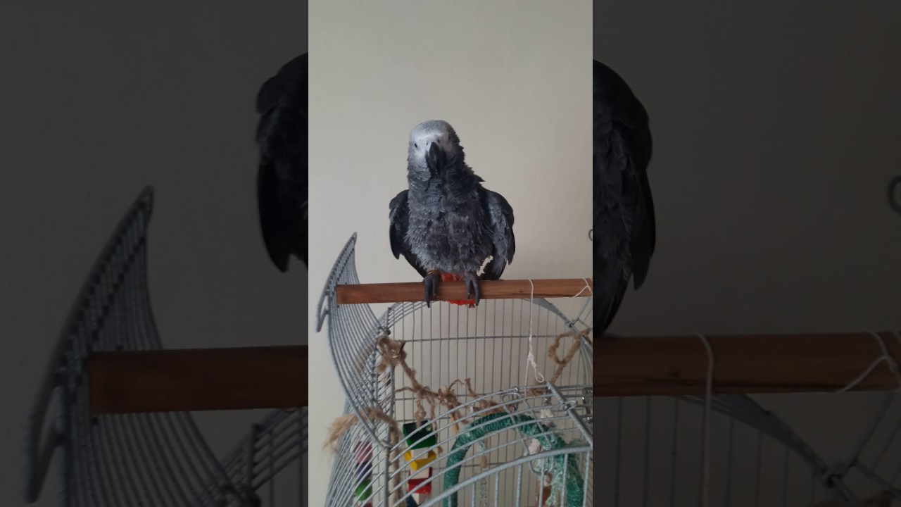 Papağan Eğitimi Banyo Aşaması