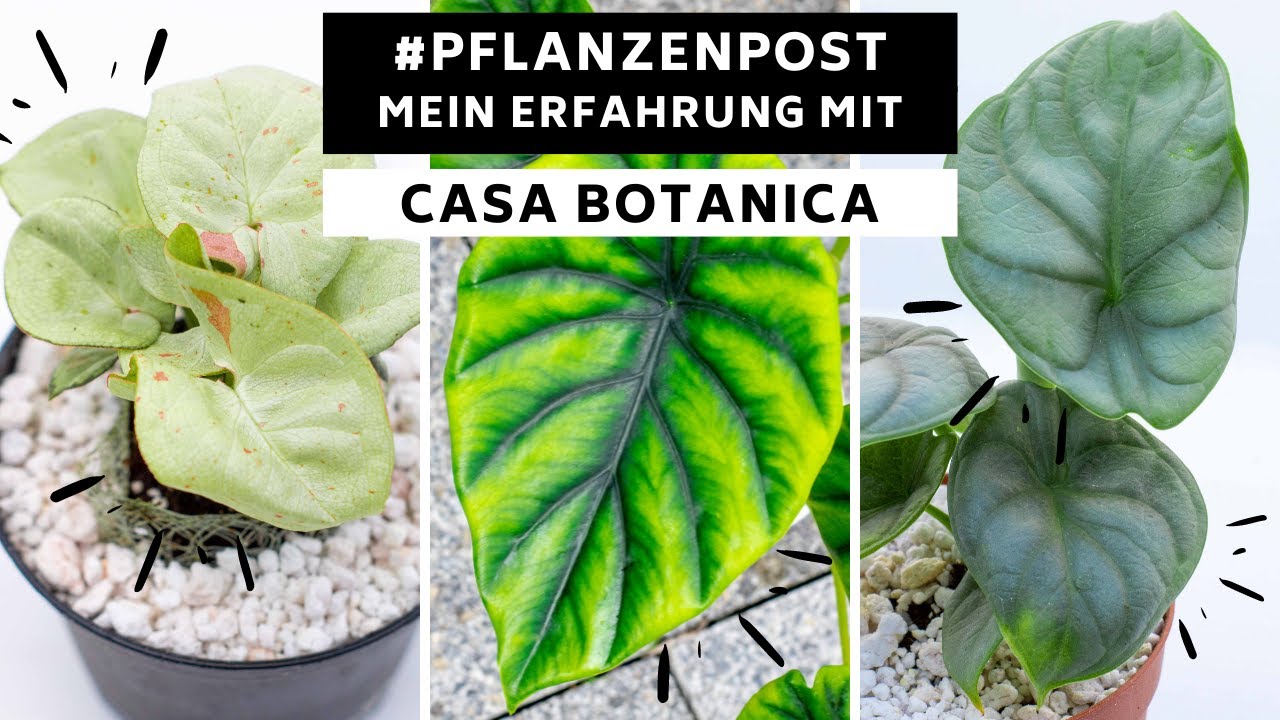 #Pflanzenpost : Ich bestelle Pflanzen bei 