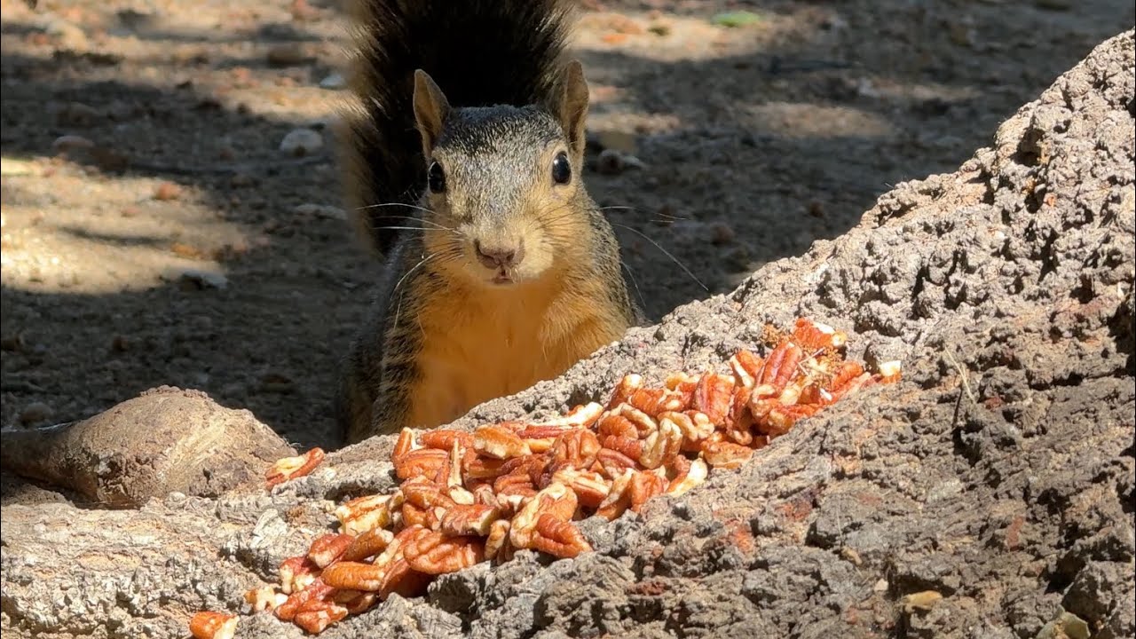 🌟Meet Sasha | The park squirrel