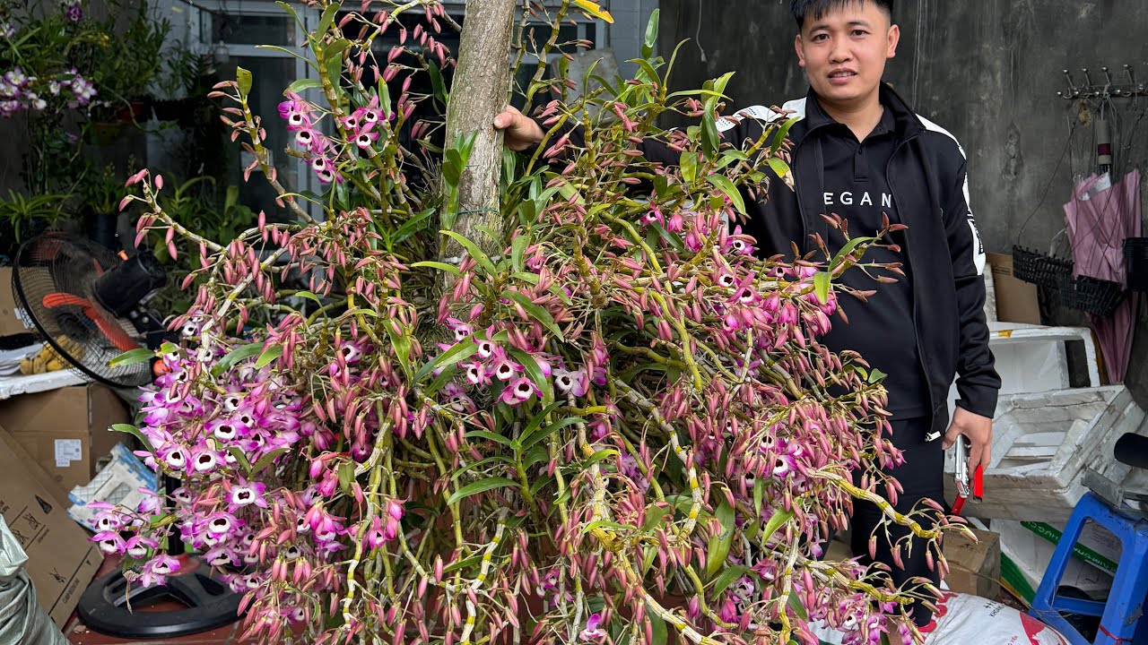 (3/3) EM HUYỀN LAI CH&Acirc;U B&Aacute;N PHONG LAN RỪNG THUẦN 0855402333