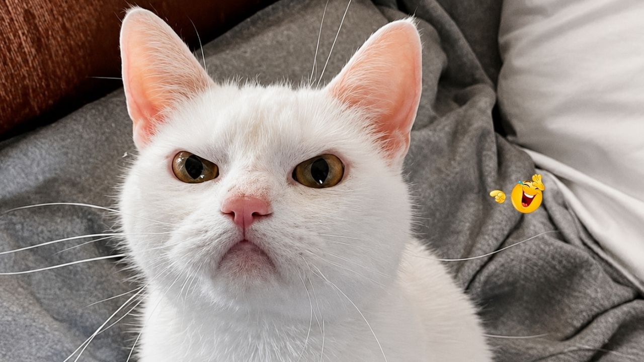 Best Cat Videos 🐈 | The Funniest Cat Moments You Need to See Today 🤣😹