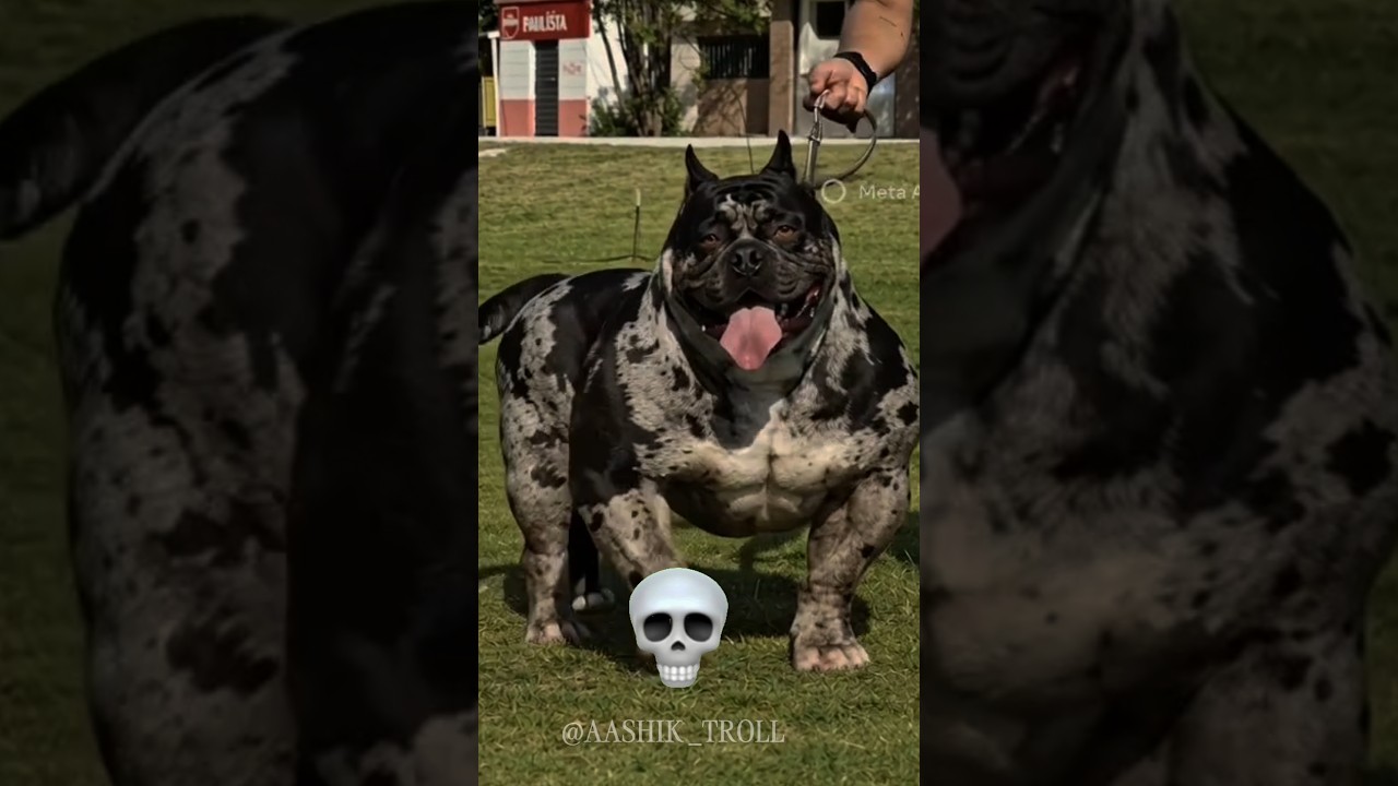 Last Dog 💀
