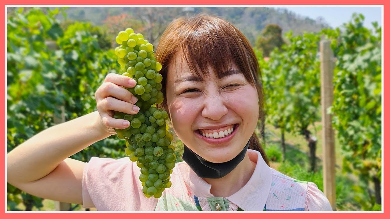 ไร่องุ่นคนไทย ไม่ไปฝรั่งเศสก็ด้ายย