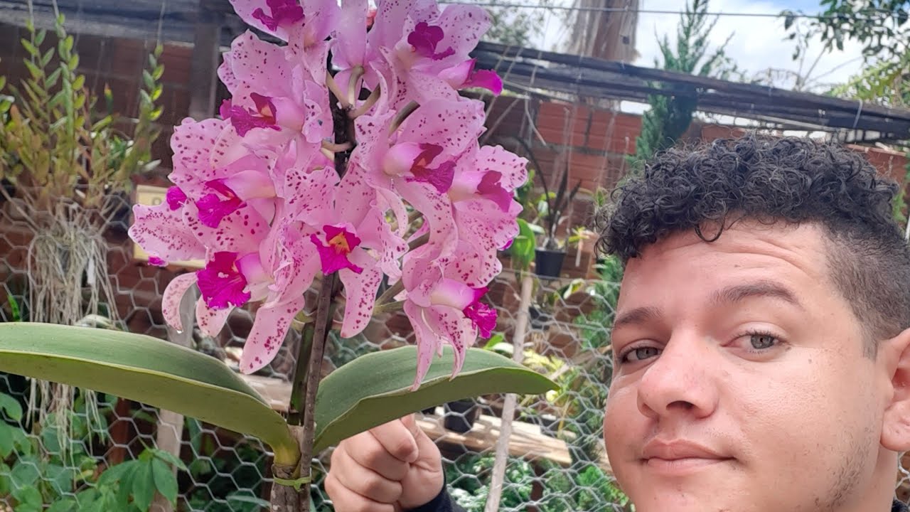 Floração e cultivo de cattleya amethistoglossa e passeio pelo orquidario