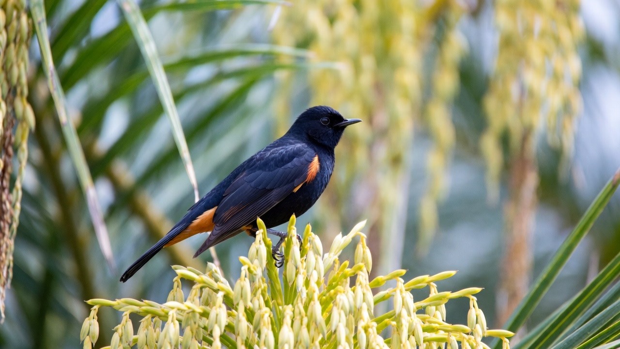 Cute Birds Chirping Softly 🐦🎶 | Cute Birds in Nature 🌿🐦 | Peaceful & Relaxing Video