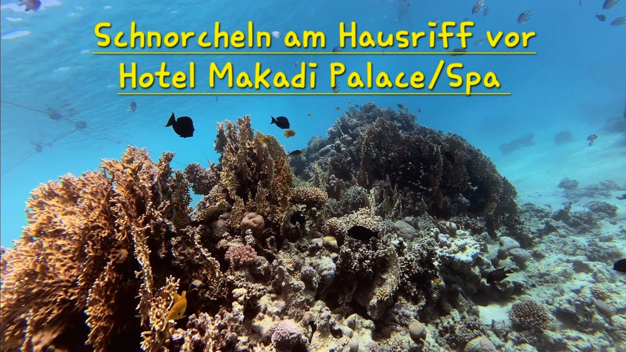 Schnorcheln in Ägypten 2026, Makadi Bay, am Hausriff vor Hotel Makadi Palace/ Spa im Januar 2026