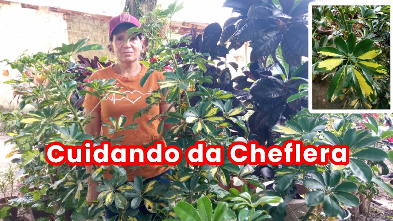 BORA MEU POVO CUIDAR DE PLANTAS! 😁 Feliz dia da Mulher ❤️