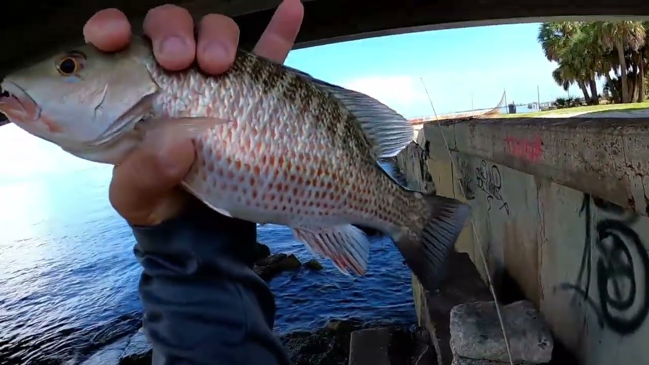 Limited out on Mangrove Snappers underneath this Tampa Bay Bridge.