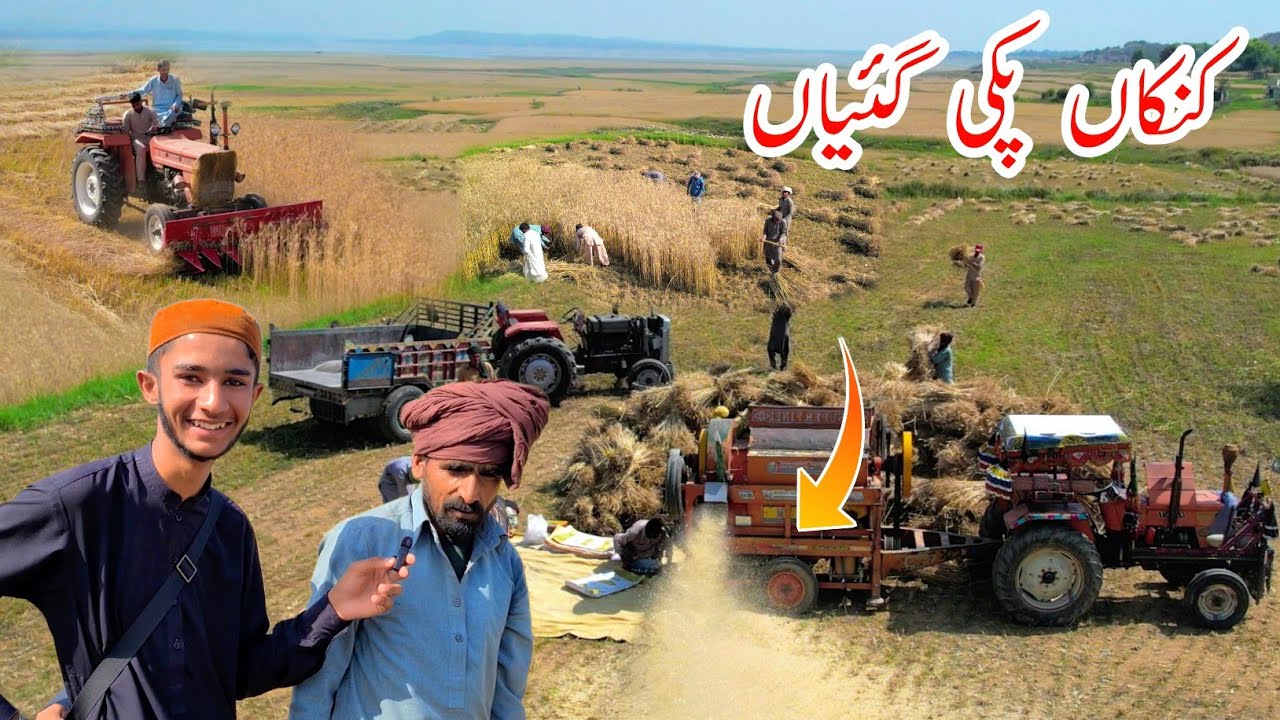 Wheat Harvesting in Azad Kashmir || کنکاں پکی گئیاں || Village Life