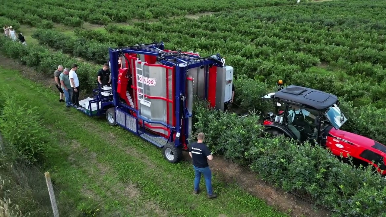 Rewolucja na plantacjach Borówki! Zobacz, jak kombajn Jagoda 300 zbiera owoce w zawrotnym tempie!