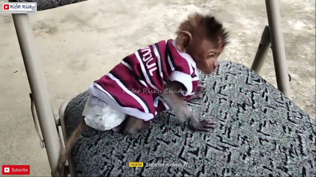 BABY MONKEY | THE BABY MONKEY WANT TO FOLLOW BUT NOT ALLOWED | BABY MONKEY CRYING | MONPAI