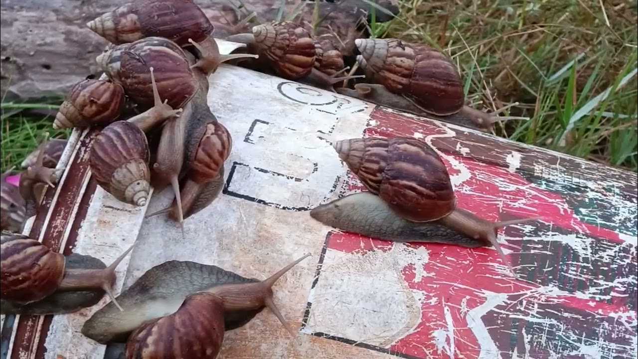 There are so many snails here, slow moving, lovely morning