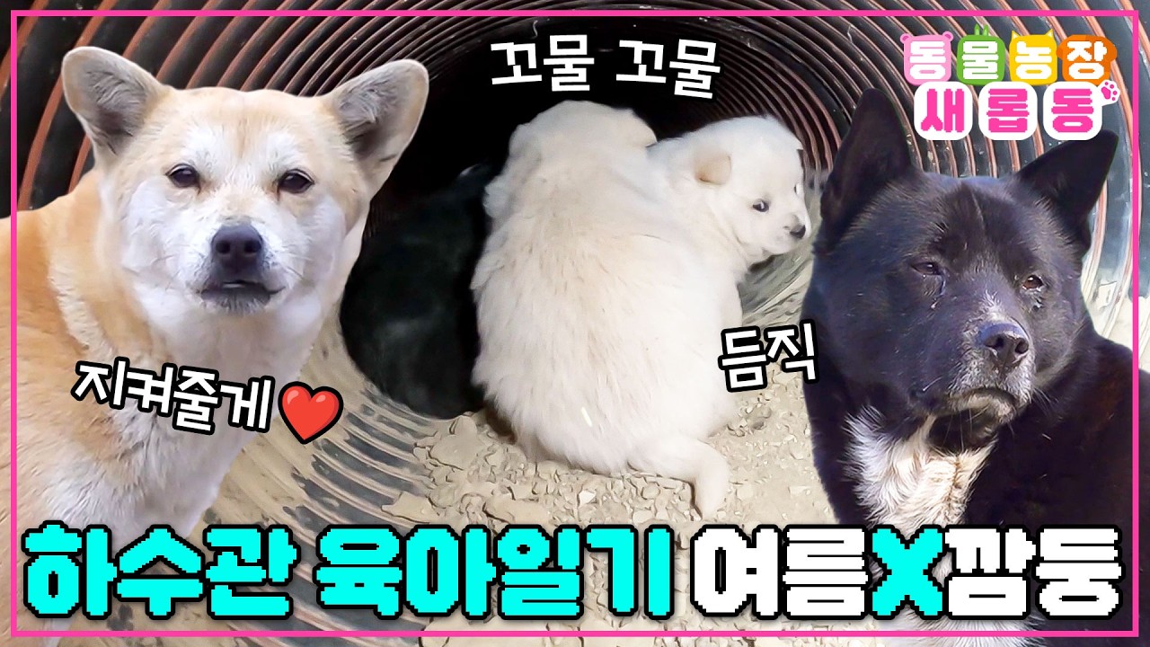 [#새롭동물농장] 하수관 속 새끼를 지켜낸 여름X깜둥 부부의 눈물겨운 사투😭/ EP.1262 #TV동물농장 #AnimalFarm #SBSstory