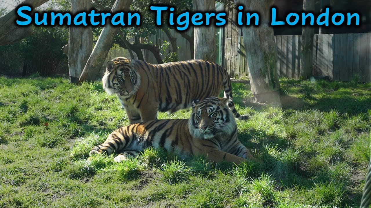 Sumatran Tigers in London | London Zoo Safari |
