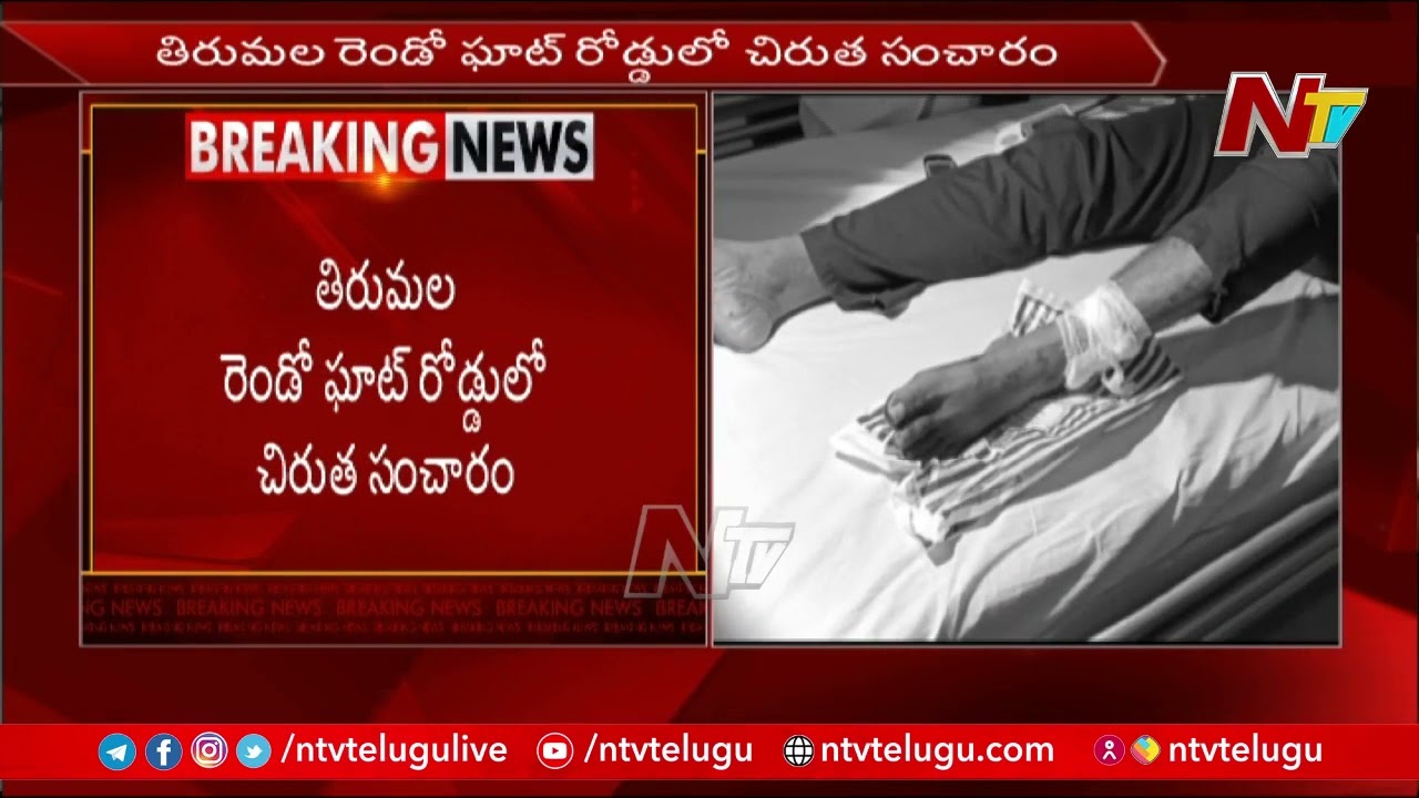 Leopard Attack on Commuters at Tirumala Ghat Road | Ntv